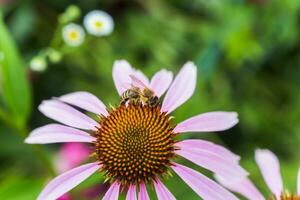 Biene Nahansicht auf ein Blume von Echinacea, Sonnenhut. das Biene sammelt das Nektar von das Blume von Echinacea purpurea. foto