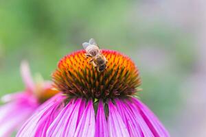 Biene Nahansicht auf ein Blume von Echinacea, Sonnenhut. das Biene sammelt das Nektar von das Blume von Echinacea purpurea. foto