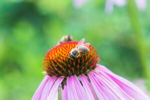 Biene Nahansicht auf ein Blume von Echinacea, Sonnenhut. das Biene sammelt das Nektar von das Blume von Echinacea purpurea. foto