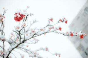 schneebedeckt Eberesche Geäst mit rot Beeren im das Winter. foto
