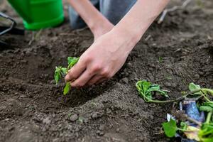 Landwirte Hand begraben Sämlinge im fruchtbar Boden im Gemüse Garten im Frühling während Pflanzen foto