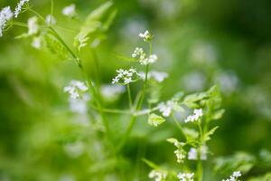 Kerbel, Anthrazit Kleinhirn , Französisch Petersilie oder Garten Kerbel . klein Weiß Blumen im das Wald. flach Tiefe von Feld. foto