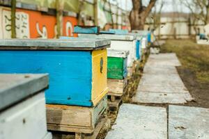 Bienen beim alt Bienenstock Eingang. Bienen Rückkehr von Honig Sammlung zu Gelb Bienenstock. Bienen beim Eingang. Honigbiene Kolonie Wachen Bienenstock von Plündern Honigtau. Bienen Rückkehr zu Bienenstock nach Honigfluss. Kopieren Raum foto