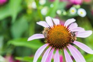 Biene Nahansicht auf ein Blume von Echinacea, Sonnenhut. das Biene sammelt das Nektar von das Blume von Echinacea purpurea. foto