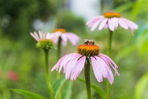 Biene Nahansicht auf ein Blume von Echinacea, Sonnenhut. das Biene sammelt das Nektar von das Blume von Echinacea purpurea. foto