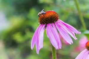 Biene Nahansicht auf ein Blume von Echinacea, Sonnenhut. das Biene sammelt das Nektar von das Blume von Echinacea purpurea. foto