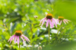 Biene Nahansicht auf ein Blume von Echinacea, Sonnenhut. das Biene sammelt das Nektar von das Blume von Echinacea purpurea. foto