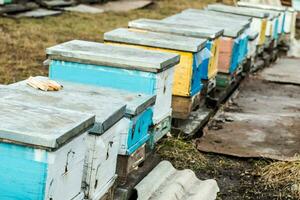 Bienen beim alt Bienenstock Eingang. Bienen Rückkehr von Honig Sammlung zu Gelb Bienenstock. Bienen beim Eingang. Honigbiene Kolonie Wachen Bienenstock von Plündern Honigtau. Bienen Rückkehr zu Bienenstock nach Honigfluss. Kopieren Raum foto