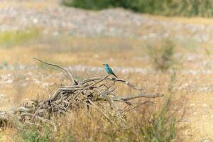 schön Hintergrund mit Vogel im wild Natur um Vegetation foto