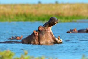 Nilpferd Familie im das Wasser. National Park von Afrika foto