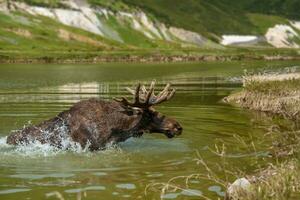 Elch Schwimmen im See mit groß Hörner auf wild See foto