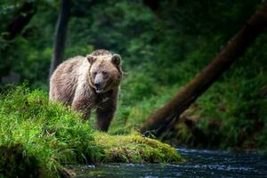 groß braun Bär im das Wald mit Fluss foto