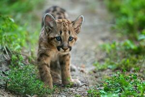 Porträt Baby Puma, Berg Löwe oder Puma foto