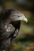 Porträt weißschwänzig Adler. Achtung Tier im Natur Lebensraum. Tierwelt Szene foto