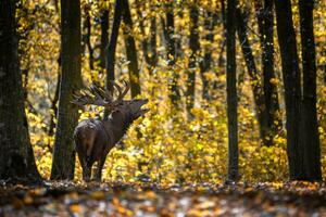 Hirsch mit groß Hörner Hirsch im Herbst Wald. Tierwelt Szene von Natur foto