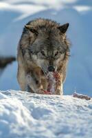 grau Wolf Essen Fleisch im das Winter Wald. Wolf im das Natur Lebensraum foto