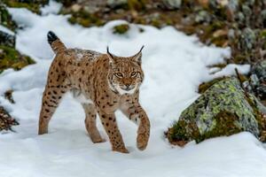 Nahansicht Erwachsene Luchs im kalt Zeit. Bobcat Schnee im wild Winter Natur foto