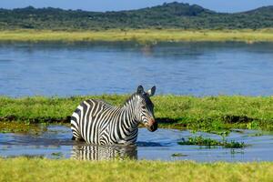 Zebra im Wasser. afrikanisch Savanne foto