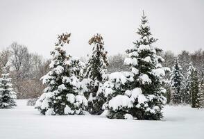 gefrostet Baum Landschaft foto