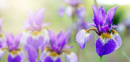 atemberaubend Blumen- Anordnung von bärtig Iris im ein mehrfarbig mischen von lila, Blau, und Gelb Farbtöne foto