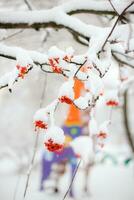 rot Eberesche Beeren bedeckt mit Schnee auf ein Baum Ast im Winter foto