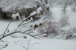 Schnee auf das Geäst von ein Rose Busch im das Winter Wald. foto