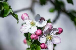 Apfel blühen im Frühling, Makro Schuss, flach Tiefe von Feld foto