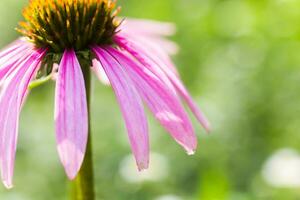 Biene Nahansicht auf ein Blume von Echinacea, Sonnenhut. das Biene sammelt das Nektar von das Blume von Echinacea purpurea. foto