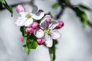 Frühling blühen von Apfel Baum mit Rosa und Weiß Blumen. flach Tiefe von Feld. foto