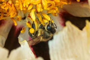 Weiß Pfingstrose Blume schließen oben Detail. Honig Biene mit ein Quark auf das befleckt Peon Staubblätter. Bienen sammeln Pollen von Paeonia Suffruticosa, Baum Pfingstrose oder paeony Blume. viele Bienen Innerhalb das Blume. foto