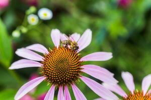 Biene Nahansicht auf ein Blume von Echinacea, Sonnenhut. das Biene sammelt das Nektar von das Blume von Echinacea purpurea. foto