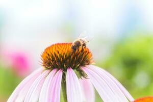 Biene Nahansicht auf ein Blume von Echinacea, Sonnenhut. das Biene sammelt das Nektar von das Blume von Echinacea purpurea. foto