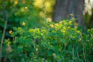 Blühen Schöllkraut, Chelidonium Majus, größer Schöllkraut, Nippelkraut, Schwalbenkraut oder tetterwort im das Wald zündete durch das Strahlen von das Rahmen Sonne. Schöllkraut auf das Hintergrund von Grün Wald. foto