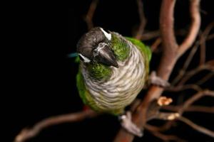 hohe Schärfentiefe Bild einer Conure foto