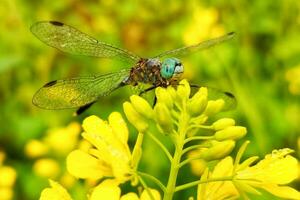 schön Libelle auf Senf Blume foto