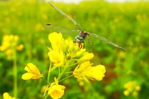 schön Libelle auf Senf Blume foto