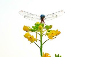 schön Libelle auf Senf Blume isoliert Weiß Hintergrund foto