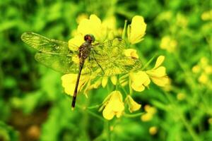 schön Libelle auf Senf Blume foto