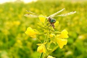 schön Libelle auf Senf Blume foto