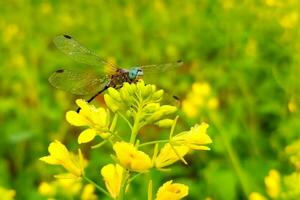 schön Libelle auf Senf Blume foto