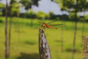 schön scharlachrot Libelle Fotografie, schön Libelle auf Natur, Makro Fotografie, schön Natur foto