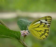 Monarch, schön Schmetterling Fotografie, schön Schmetterling auf Blume, Makro Fotografie, schön Natur foto