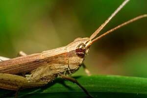 schön scharlachrot Libelle Fotografie, schön Libelle auf Natur, Makro Fotografie, schön Natur foto