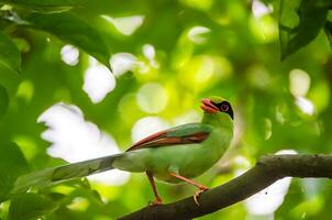 Vogel Fotografie, Vogel Bild, die meisten schön Vogel Fotografie, Natur Fotografie foto