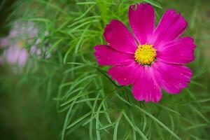 Blume schön Blumen Natur, Fotografie, Blumen, blühen Anlage, Schönheit im Natur, Frische foto