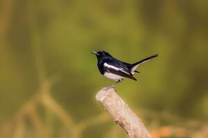 Vogel Fotografie, Vogel Bild, die meisten schön Vogel Fotografie, Natur Fotografie foto