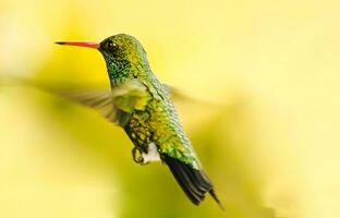 Vogel Fotografie, Vogel Bild, die meisten schön Vogel Fotografie, Natur Fotografie foto