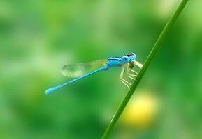 schön scharlachrot Libelle Fotografie, schön Libelle auf Natur, Makro Fotografie, schön Natur foto