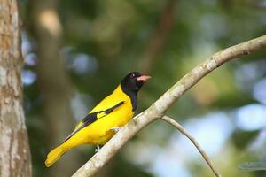 Vogel Fotografie, Vogel Bild, die meisten schön Vogel Fotografie, Natur Fotografie foto