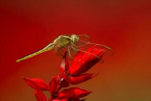 schön scharlachrot Libelle Fotografie, schön Libelle auf Natur, Makro Fotografie, schön Natur foto